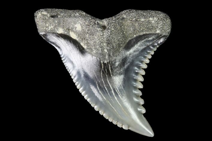 Hemipristis Shark Tooth Fossil - Virginia #96530